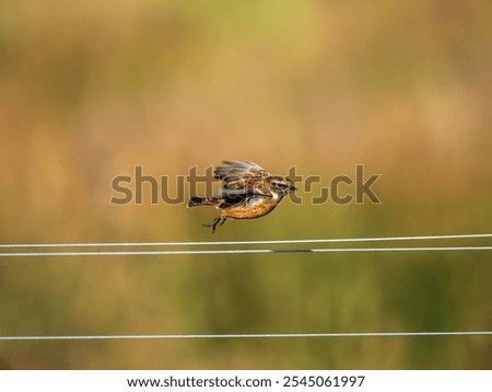 Similar – Foto Bild abgehoben | European brown squirrel i