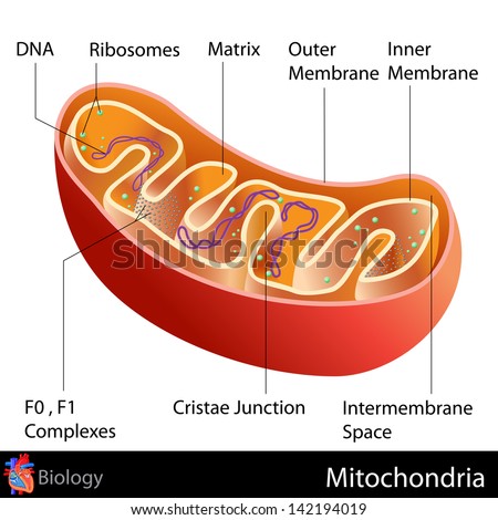 Easy To Edit Vector Illustration Of Mitochondria Diagram - 142194019 ...