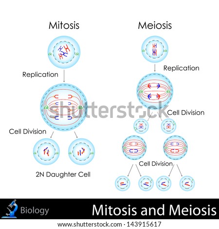 Easy To Edit Vector Illustration Of Mitosis And Meiosis - 143915617 ...