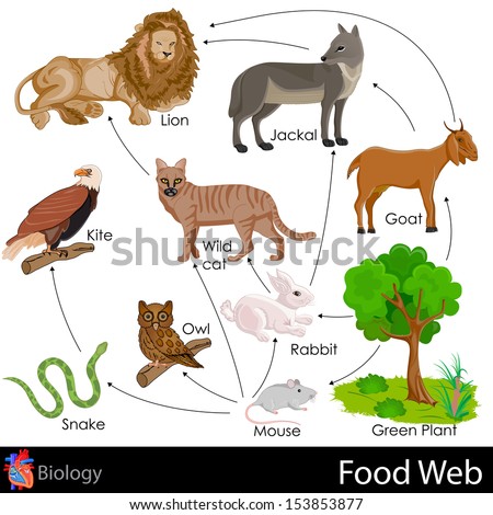 easy to edit vector illustration of food web