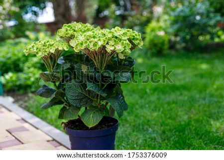 Similar – Image, Stock Photo flower magic Hydrangea