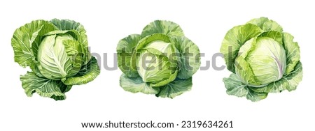 Cabbage, watercolor painting style illustration. Vector set.
