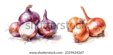 Onions, watercolor painting style illustration. Vector set.