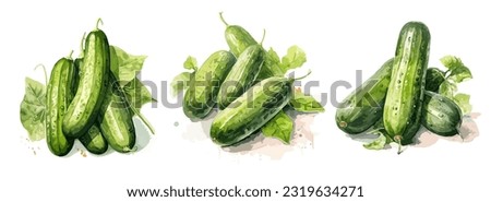 Cucumber, watercolor painting style illustration. Vector set.