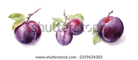Plum, watercolor painting style illustration. Vector set.