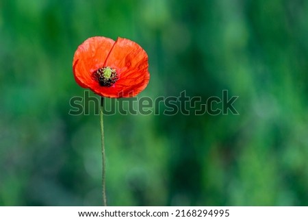 Poppy flower or papaver rhoeas poppy with the light. Flowers poppies blossom on wild field. Remembrance day concept. Horizontal remembrance day theme poster, greeting cards, headers, website and app Foto stock © 