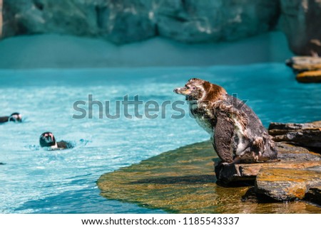 Similar – Humboldt Penguin Zoo Water