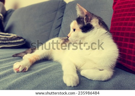bored cat lying on the sofa