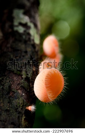 Pink Cup , mushroom, grow on stub in the middle of jungle