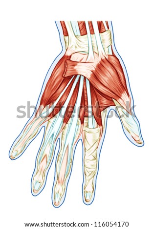 Anatomy Of Muscular System Ã¢Â?Â? Hand, Palm Muscle - Tendons ...