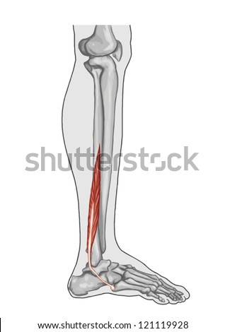 Tibialis Peroneus Brevis Ã¢Â?Â? anatomy of leg and foot human muscular system