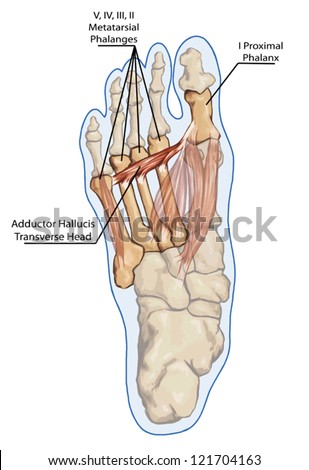 Adductor Hallucis Transverse Head - Anatomy Of Leg And Foot Human ...