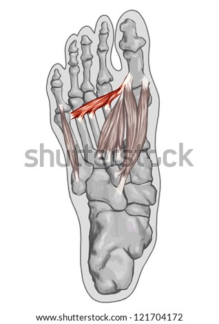 Adductor Hallucis Transverse Head - Anatomy Of Leg And Foot Human ...