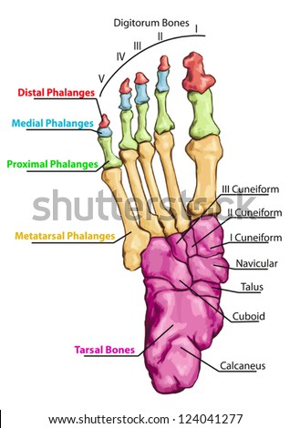 Anatomy Of Leg And Foot Human Muscular And Bones System Stock Vector ...