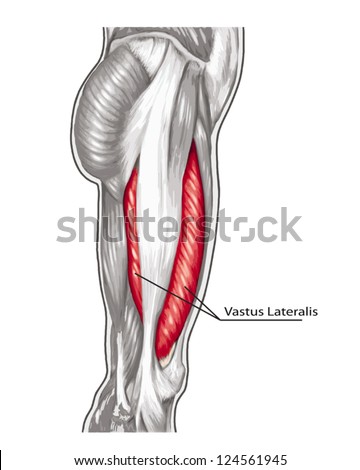 Vastus Lateralis - Didactic Board Of Anatomy Of Leg Human Muscular ...