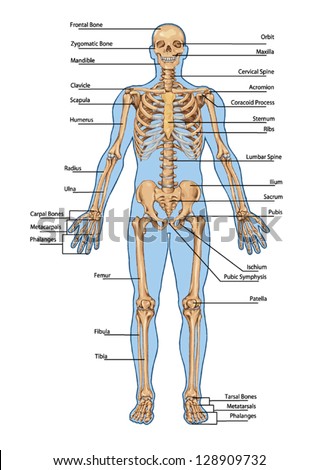 Human Skeleton From The Anterior View Didactic Board Of Anatomy Of