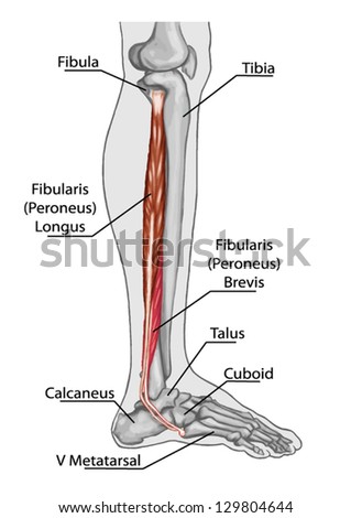 Fibularis Peroneus Longusb Ã¢Â?Â? Anatomy Of Leg And Foot Human ...