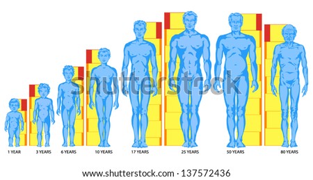 Increasing Male Body Shapes, Proportions Of Man, Child, Adolescent, Old ...