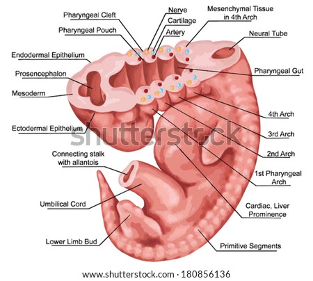 Shutterstock Puzzlepix