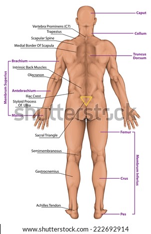 Male, Masculine, Man'S Anatomical Body, Surface Anatomy, Human Body