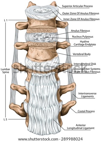 Lumbar Ligaments, Lumbar Spine Structure, Anterior Longitudinal ...