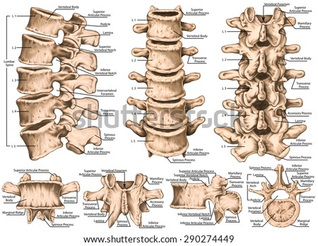 lumbar spine structure, vertebral bones, second lumbar vertebra,  lumbar vertebrae, lumbar spine, vertebral bone, human skeletal system, anterior, lateral, posterior, superior view