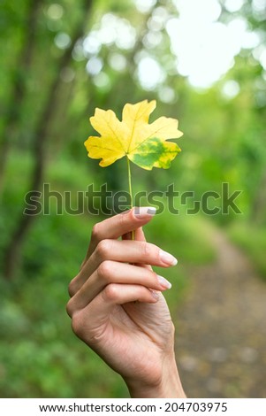 hand autumn yellow leaf park