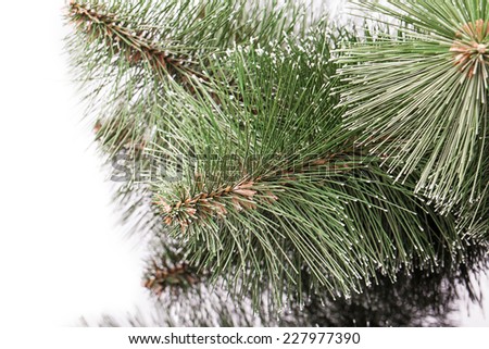 pine branches Isolated on white background