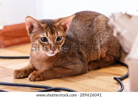 Abyssinian cat Isolated on white background