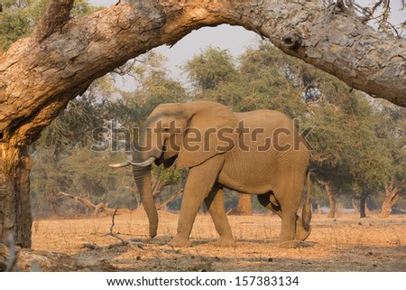 African elephant bull (Loxodonta africana) framed by tree branch
