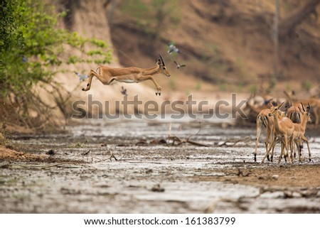 Young male Impala (Aepyceros melampus) jumping across muddy river