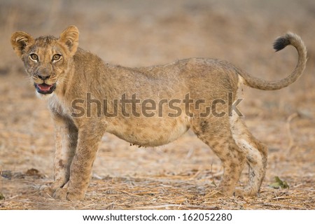 Side view of a lion cub (Panthera leo)