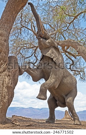 African Elephant bull climbing tree