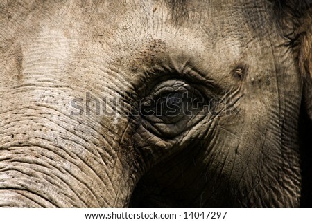 Similar – Image, Stock Photo The old elephant is alone in the Etosha pan. I wonder what he’s been through…