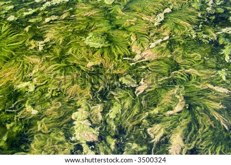 Luxuriant alga vegetation in the shallow water
