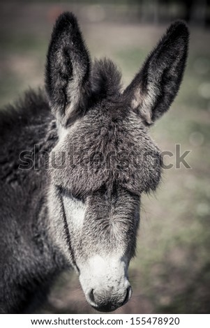 Closeup view of a donkey head with long ears
