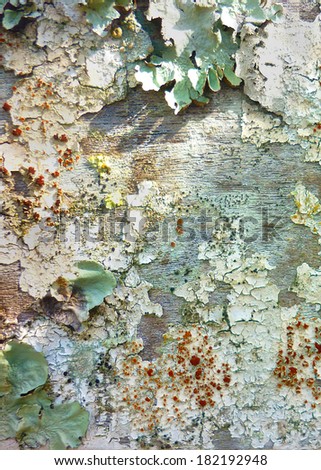 Decay real wall texture with damaged old wood and leaves.