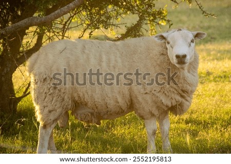 Similar – Image, Stock Photo Rural landscape near Santa maria Nuova and Osimo, Marche, Italy