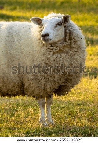 Similar – Image, Stock Photo Rural landscape near Santa maria Nuova and Osimo, Marche, Italy