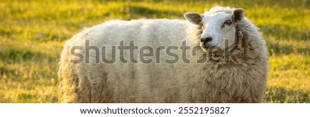 Similar – Image, Stock Photo Rural landscape near Santa maria Nuova and Osimo, Marche, Italy