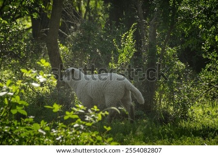 Similar – Image, Stock Photo Rural landscape near Santa maria Nuova and Osimo, Marche, Italy