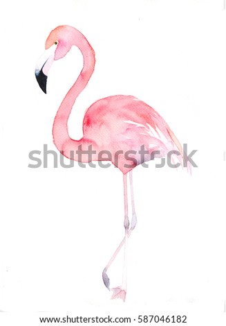Watercolor flamingo. Painted image