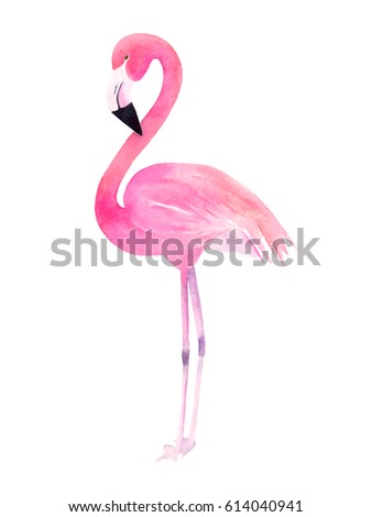 Watercolor painting flamingo on white background. Isolated image