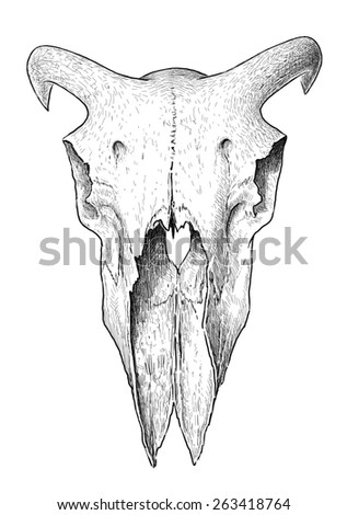 ram skull