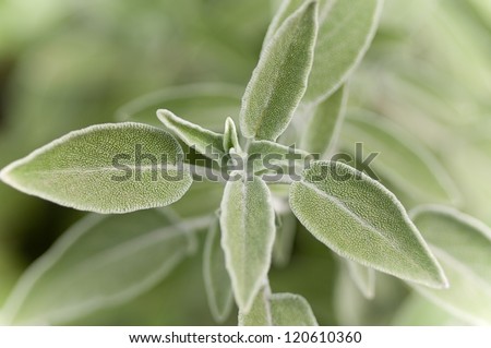 Similar – Foto Bild Salbeiblatt mit Wassertropfen