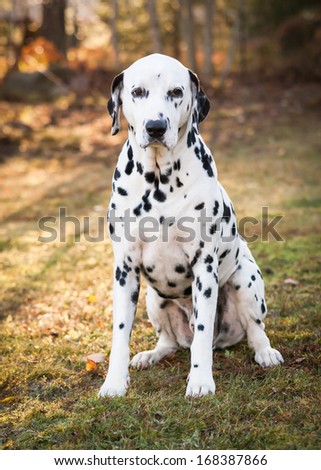 Dalmatian dog sitting on the grass on a sunny autumn day.