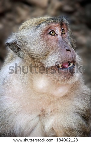 Portrait of a Macaque monkey in Thailand. Opened mouth and curious looking eyes makes an unique facial expression.