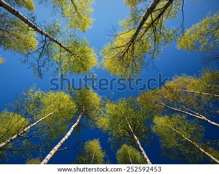 Trees in the Springtime Forest. Very tall trees reaching to the blue sky in the spring.