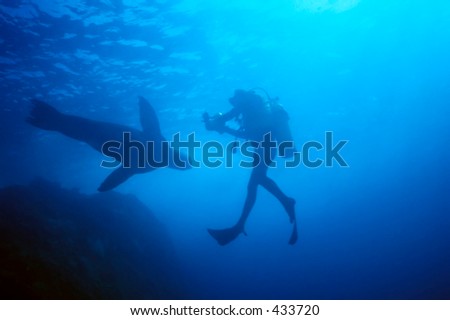 Diver and aggressive male (bull) sea lion in a Mexican stand off.