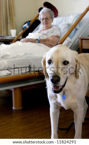 A Therapy dog and a hospice patient enjoys each other\'s company during rehabilitation.  Note:  Some grain present.